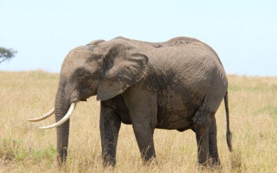 Wildlife exploitation - Large Elephant in S. Africa stands in grassy field